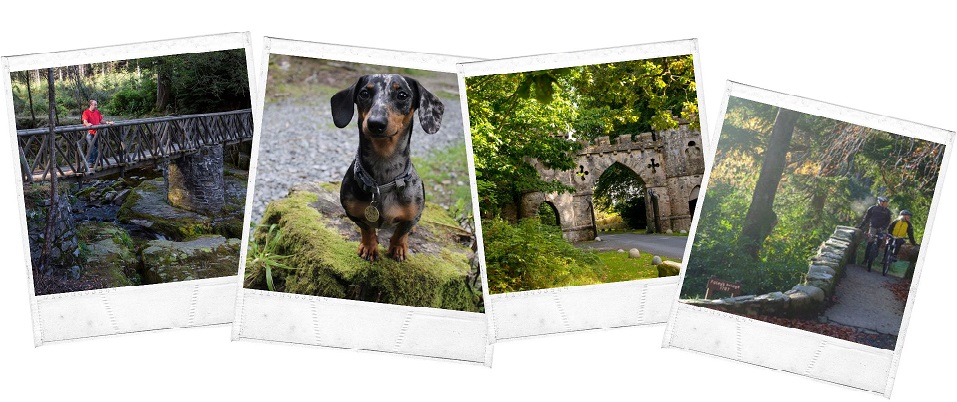 Tollymore Forest Park, Newcastle